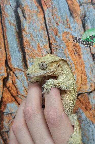 Magazoo Gecko à Crête Patternless  Mâle (6 ans+)  / Adoption 2ième chance