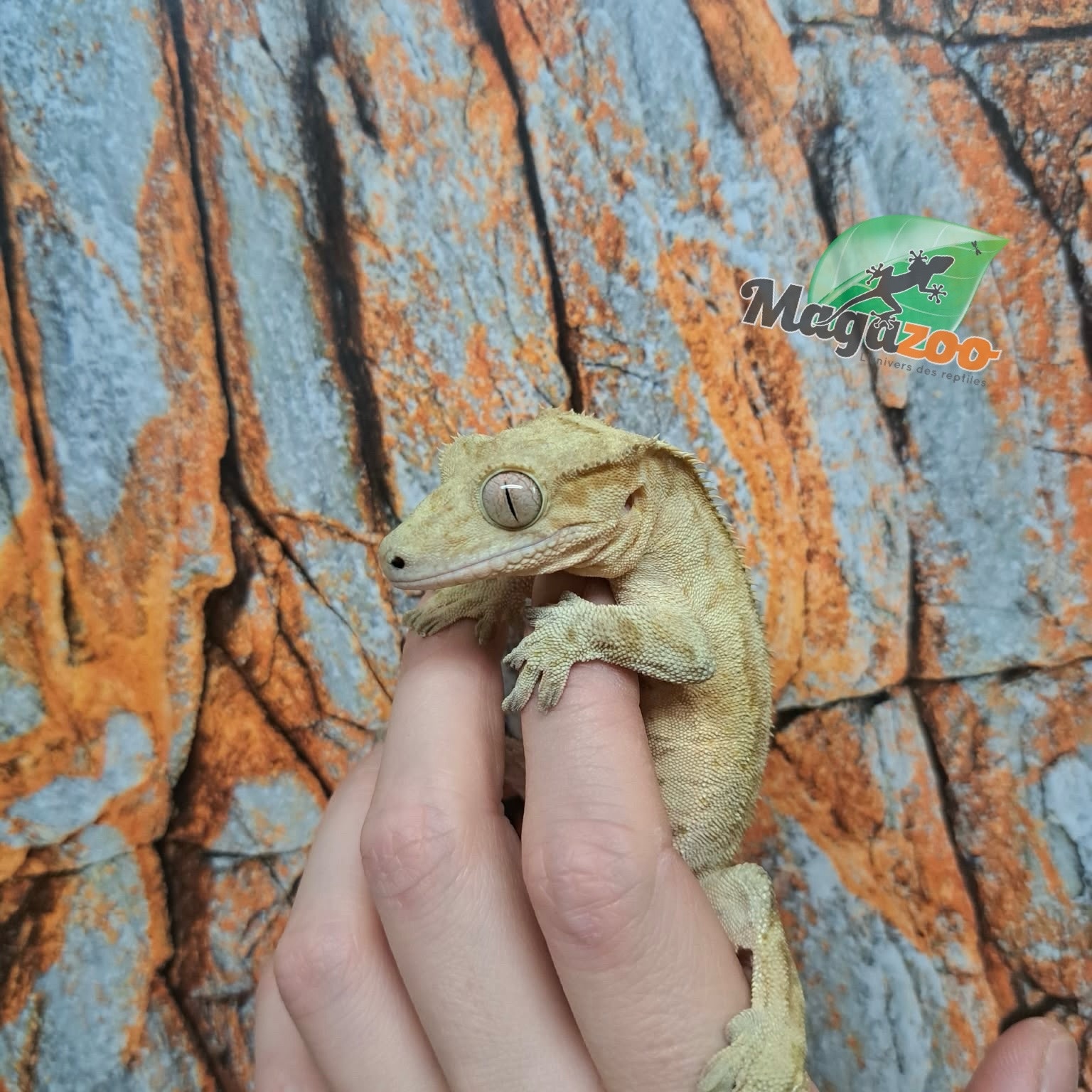 Magazoo Gecko à Crête Patternless  Mâle (6 ans+)  / Adoption 2ième chance