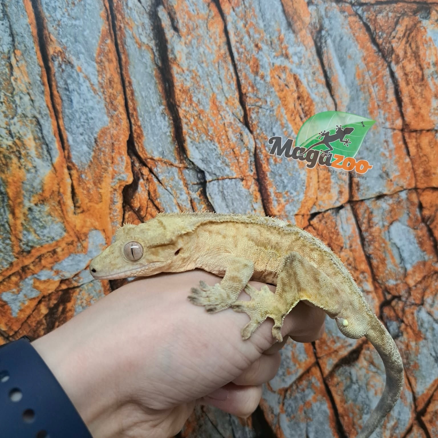 Magazoo Male Patternless Crested Gecko (6+ years old) / 2nd Chance Adoption