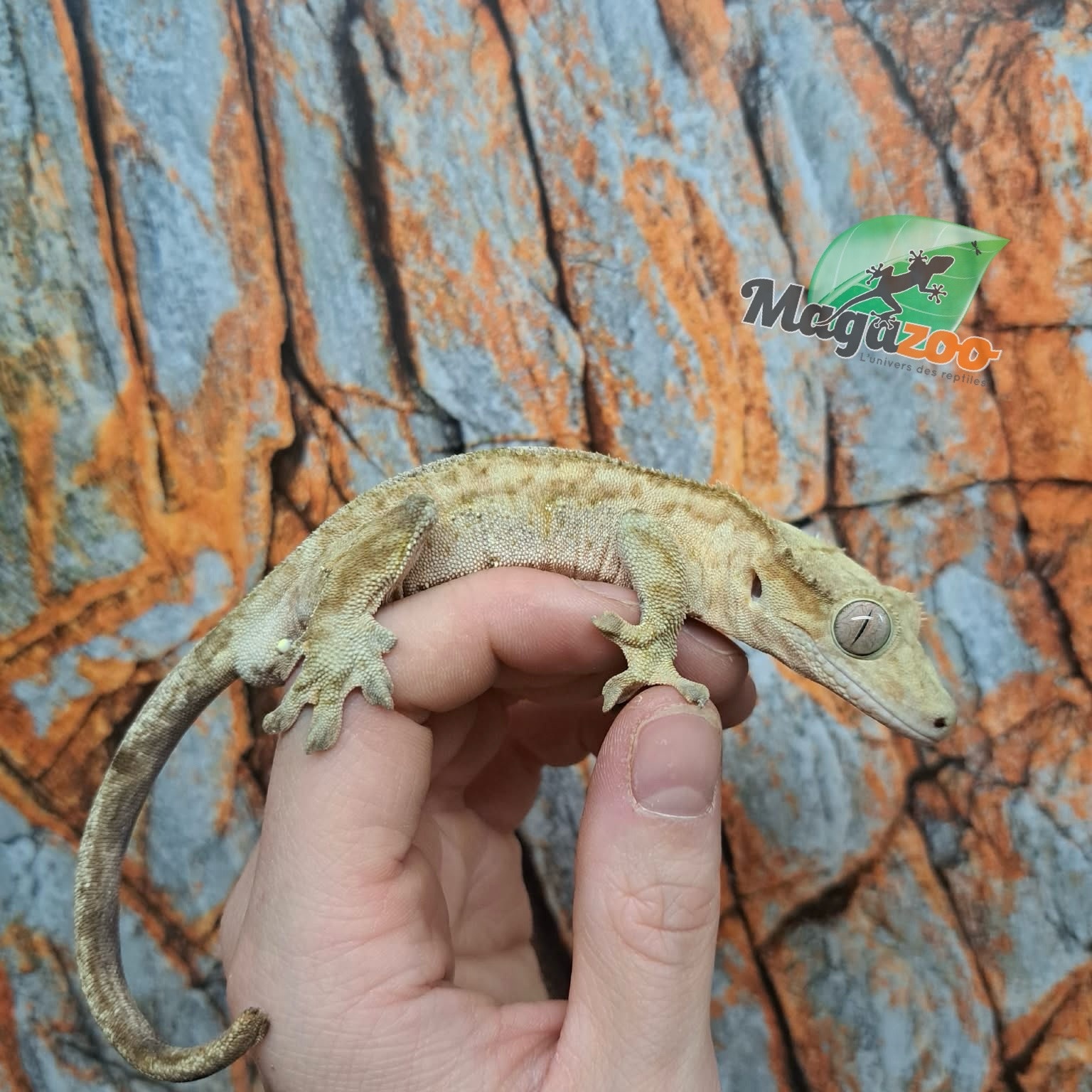 Magazoo Gecko à Crête Patternless  Mâle (6 ans+)  / Adoption 2ième chance