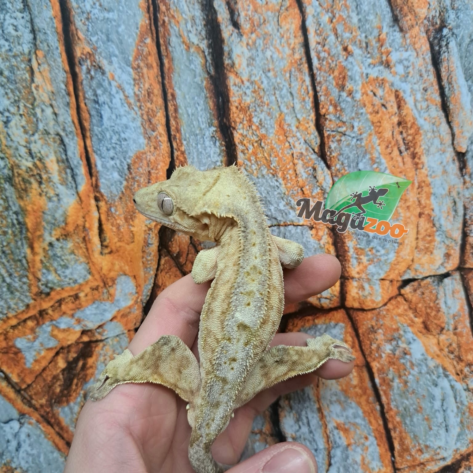 Magazoo Male Patternless Crested Gecko (6+ years old) / 2nd Chance Adoption
