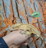 Magazoo Male Patternless Crested Gecko (6+ years old) / 2nd Chance Adoption