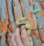 Magazoo Gecko à Crête Patternless  Mâle (6 ans+)  / Adoption 2ième chance