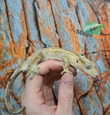 Magazoo Gecko à Crête Patternless  Mâle (6 ans+)  / Adoption 2ième chance