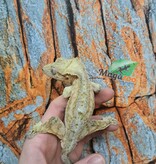 Magazoo Gecko à Crête Patternless  Mâle (6 ans+)  / Adoption 2ième chance