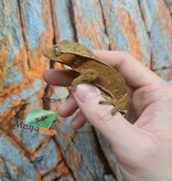 Magazoo Female Dalmatian Crested Gecko (6+ years old) (No tail) / 2nd chance - adoption