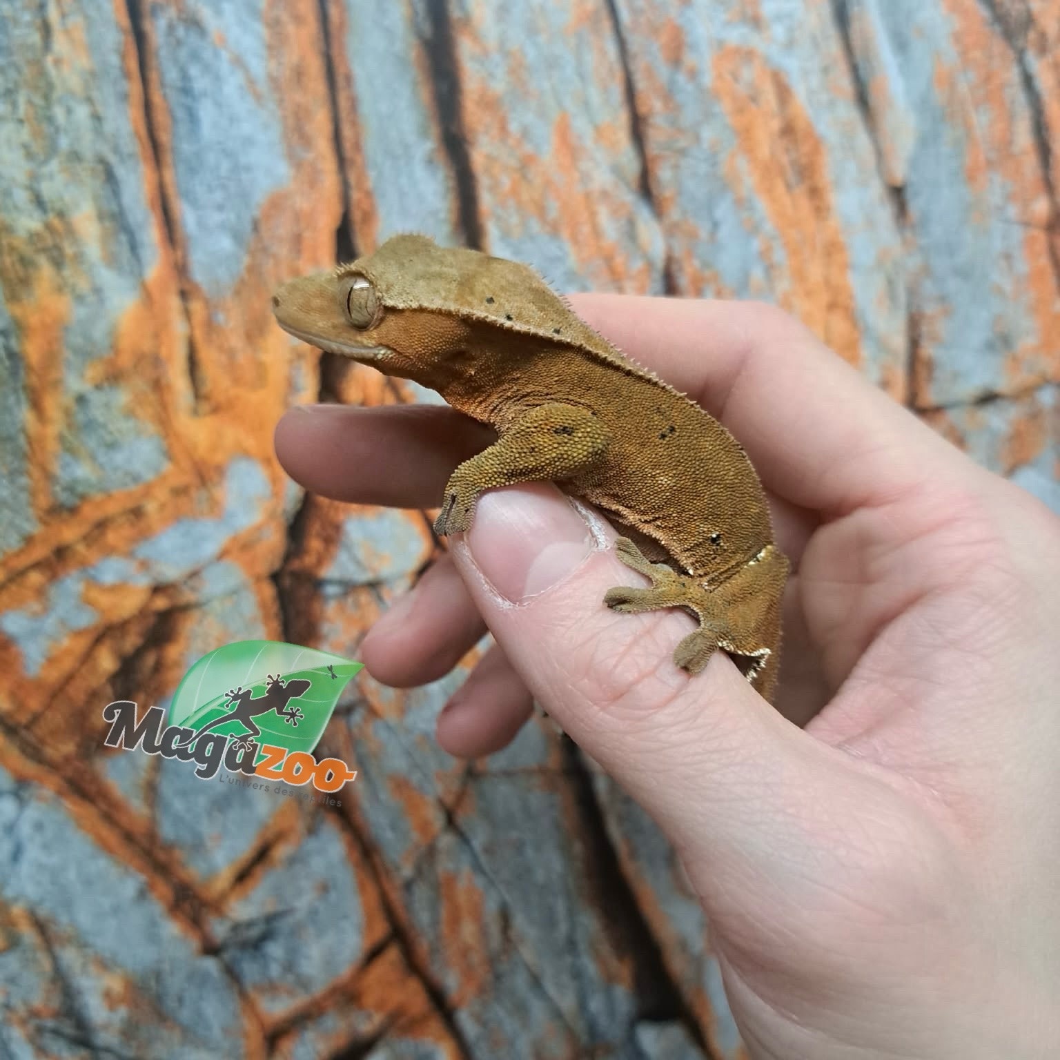 Magazoo Female Dalmatian Crested Gecko (6+ years old) (No tail) / 2nd chance - adoption