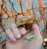 Magazoo Female Dalmatian Crested Gecko (6+ years old) (No tail) / 2nd chance - adoption