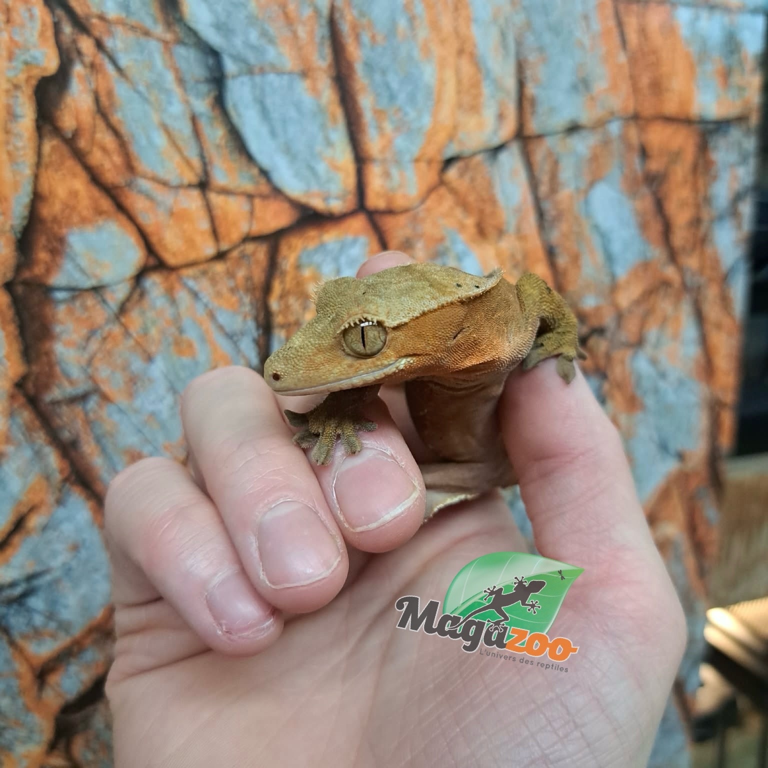 Magazoo Gecko à Crête Dalmatien  Femelle (6 ans+) (Pas de queue) / Adoption 2ième chance