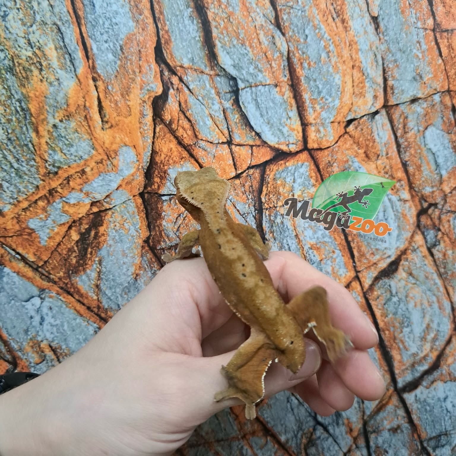 Magazoo Female Dalmatian Crested Gecko (6+ years old) (No tail) / 2nd chance - adoption