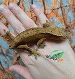 Magazoo Gecko à Crête Dalmatien  Femelle (6 ans+) (Pas de queue) / Adoption 2ième chance