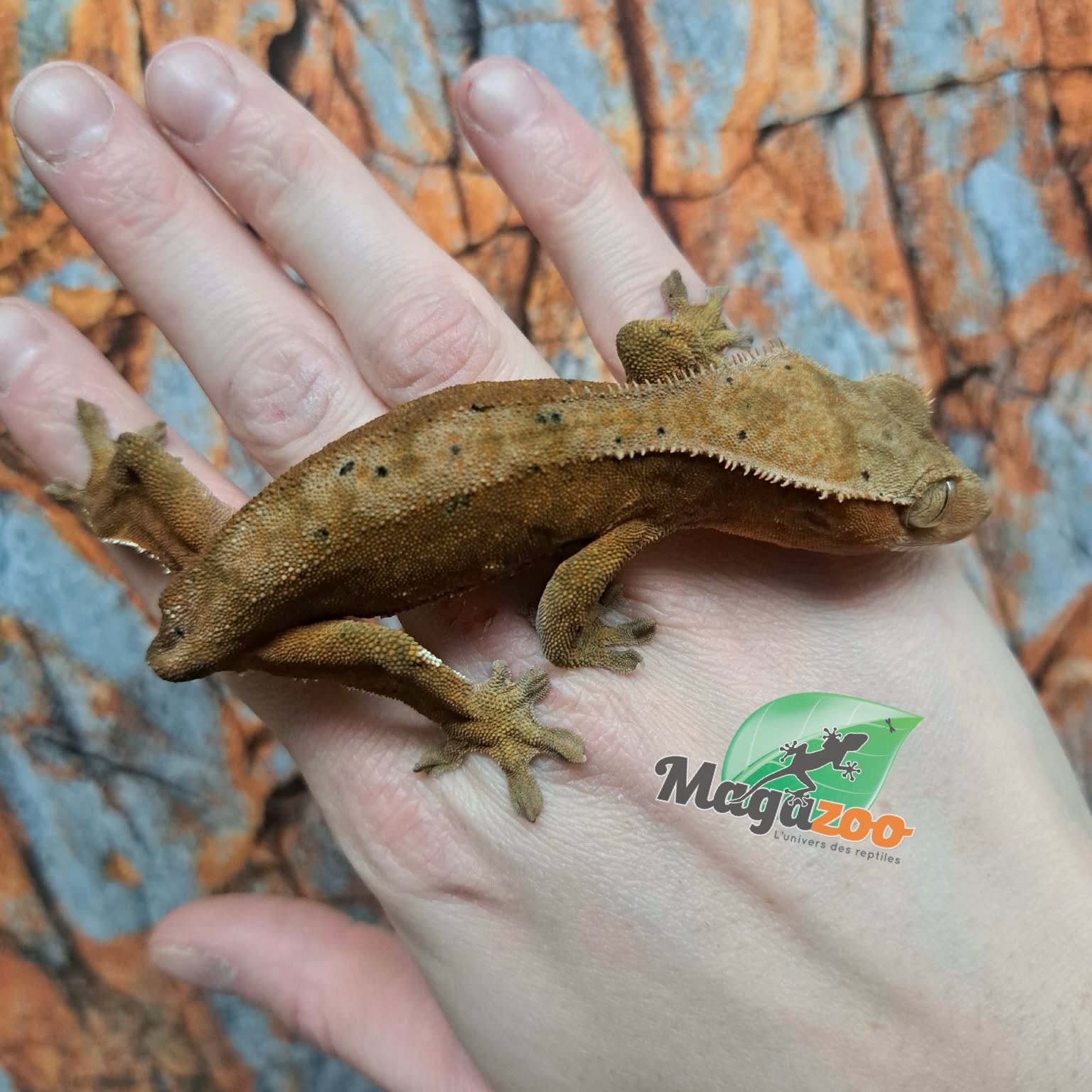 Magazoo Female Dalmatian Crested Gecko (6+ years old) (No tail) / 2nd chance - adoption