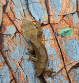 Magazoo Female Dalmatian Crested Gecko (6+ years old) (No tail) / 2nd chance - adoption