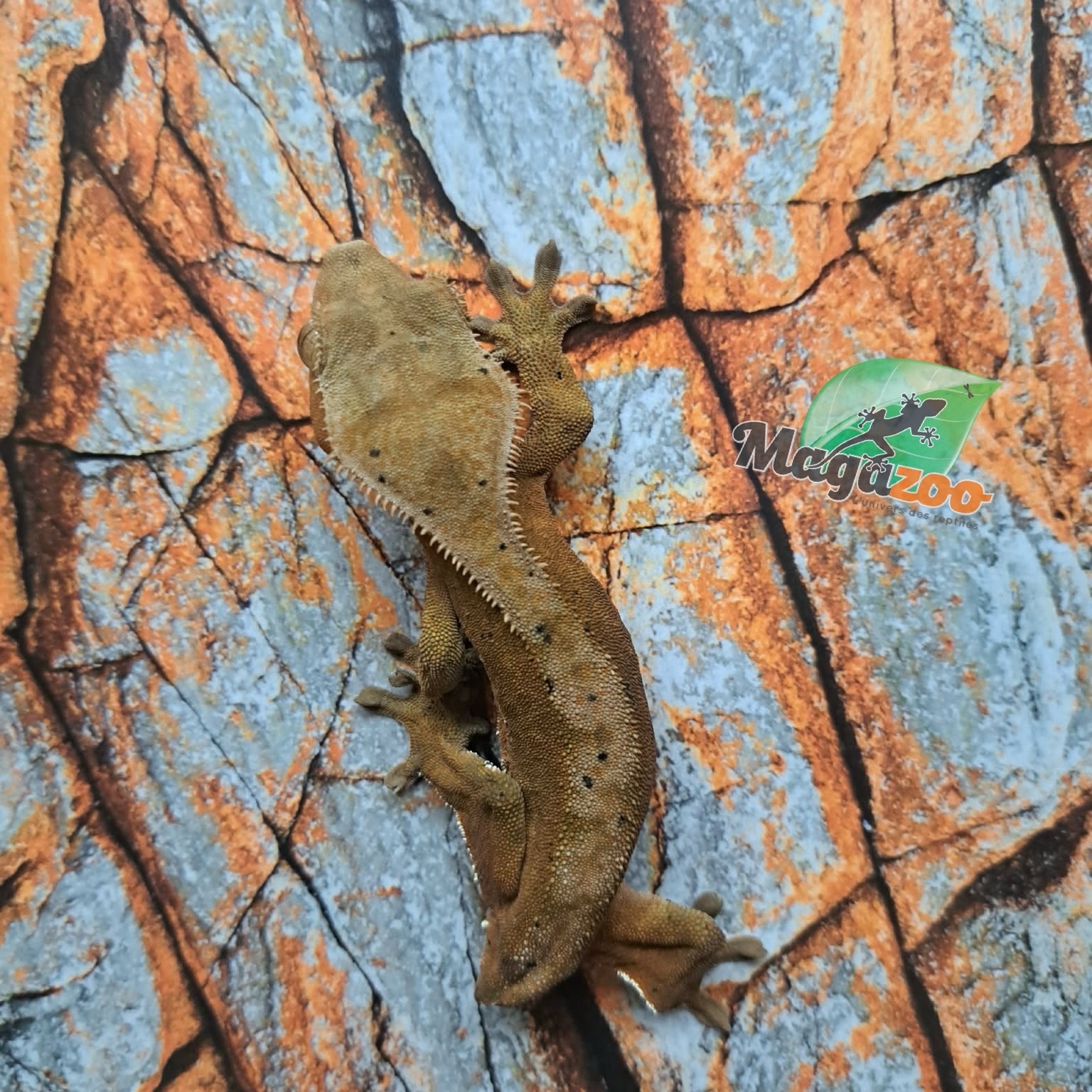 Magazoo Female Dalmatian Crested Gecko (6+ years old) (No tail) / 2nd chance - adoption