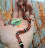 Magazoo Serpent laitier Nelson #4