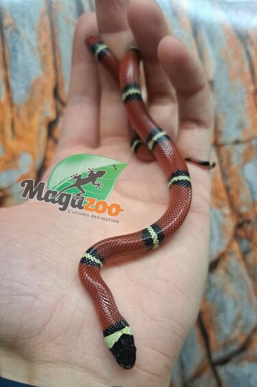 Magazoo Serpent laitier Nelson #4