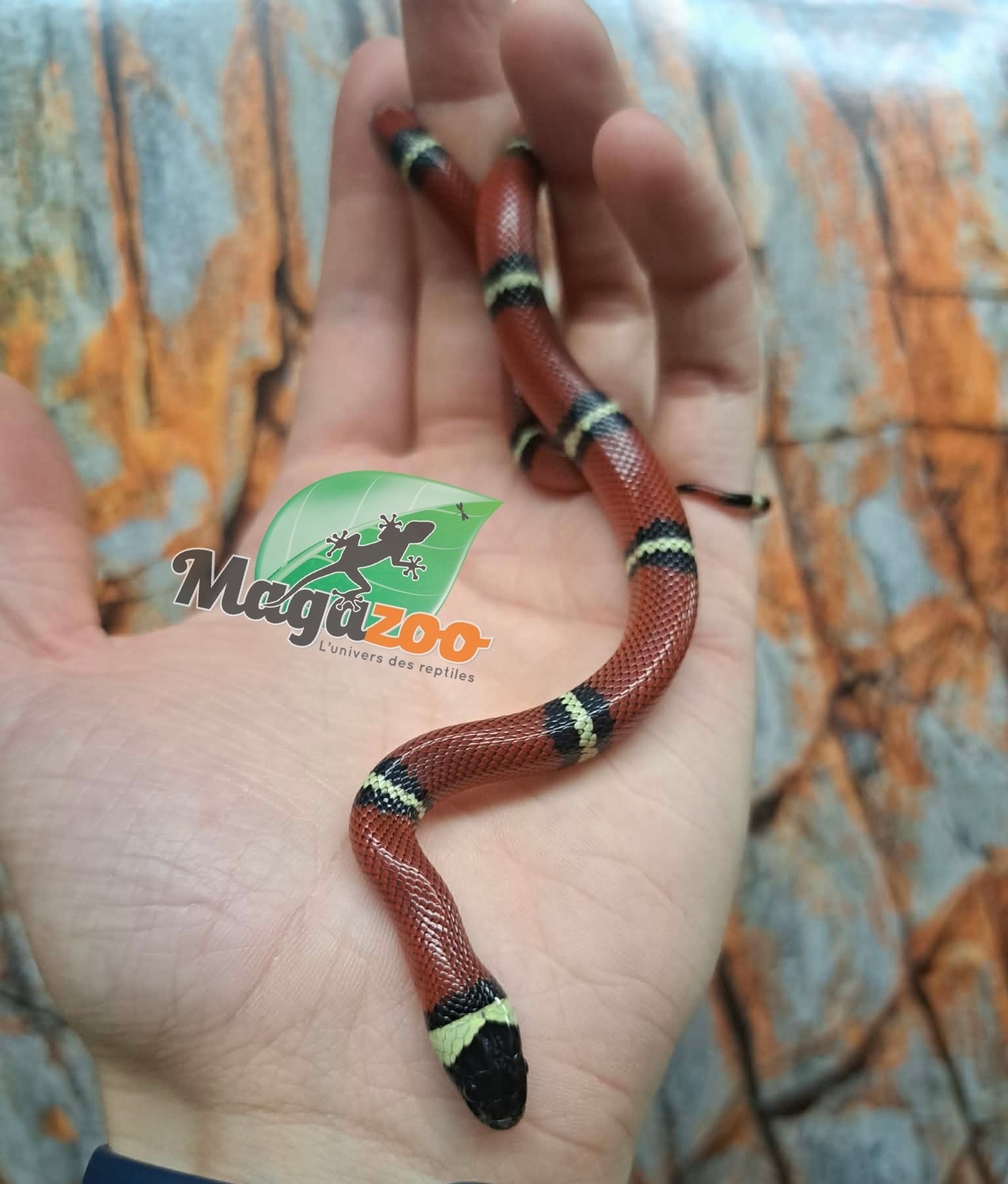 Magazoo Nelson milk snake #4