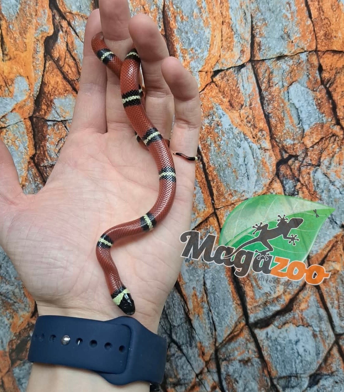 Magazoo Serpent laitier Nelson #4