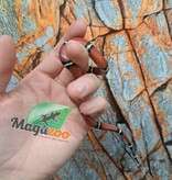 Magazoo Nelson milk snake #4