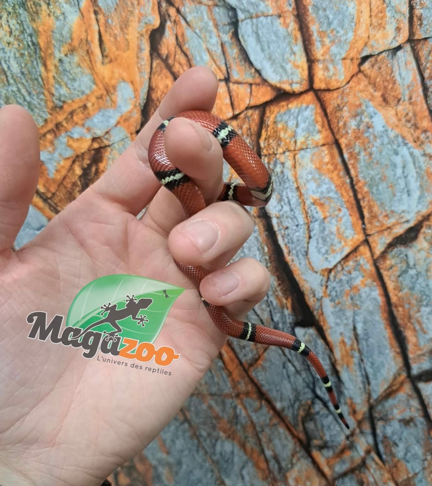 Magazoo Nelson milk snake #4