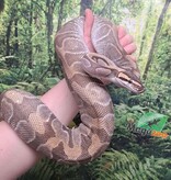 Magazoo Python royal Mojave enchi (100% het clown ) femelle