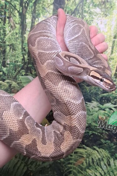 Magazoo Ball python Mojave enchi (100% het clown ) female