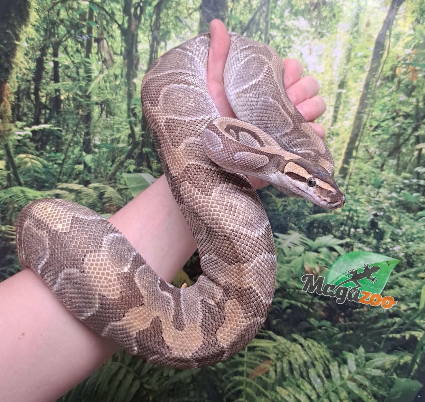 Magazoo Ball python Mojave enchi (100% het clown ) female