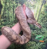 Magazoo Python royal Mojave enchi (100% het clown ) femelle