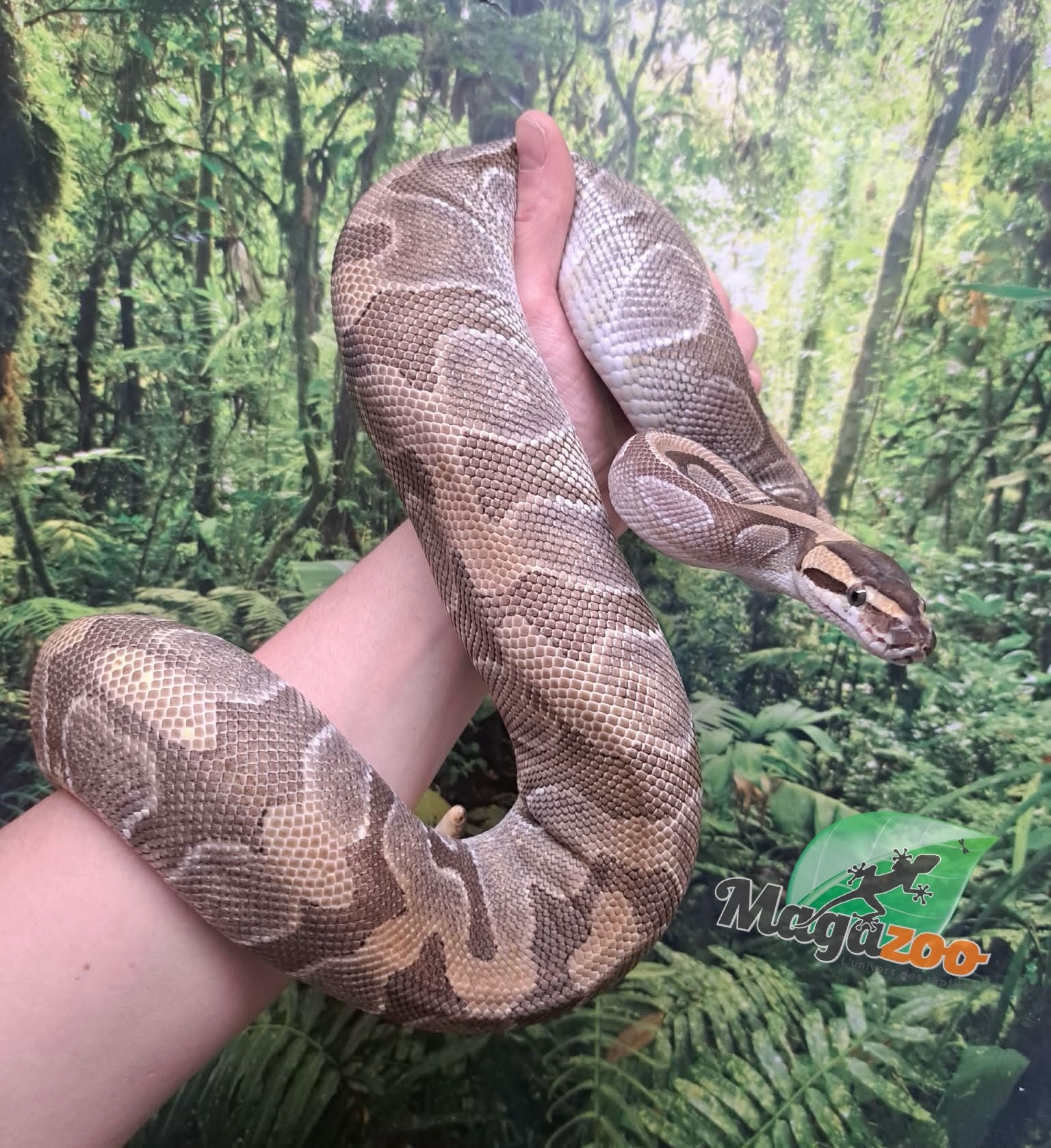 Magazoo Python royal Mojave enchi (100% het clown ) femelle