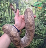 Magazoo Ball python Mojave enchi (100% het clown ) female