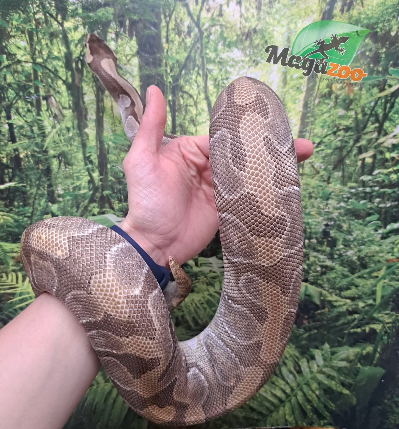 Magazoo Python royal Mojave enchi (100% het clown ) femelle