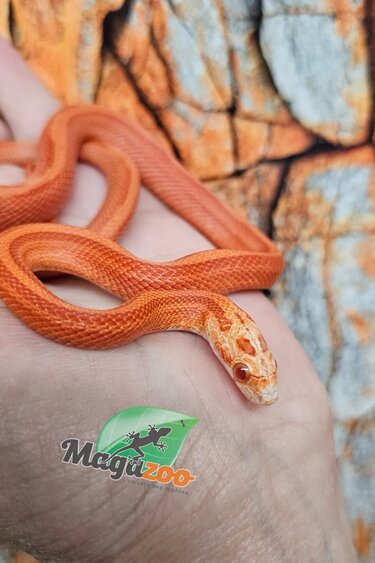 Magazoo Fire Motley Stripe female Corn Snake 07/05/25