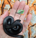 Magazoo Serpent roi noir du Mexique mâle 20/6/25