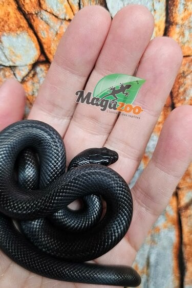 Magazoo Male Mexican black king snake 06/20/25