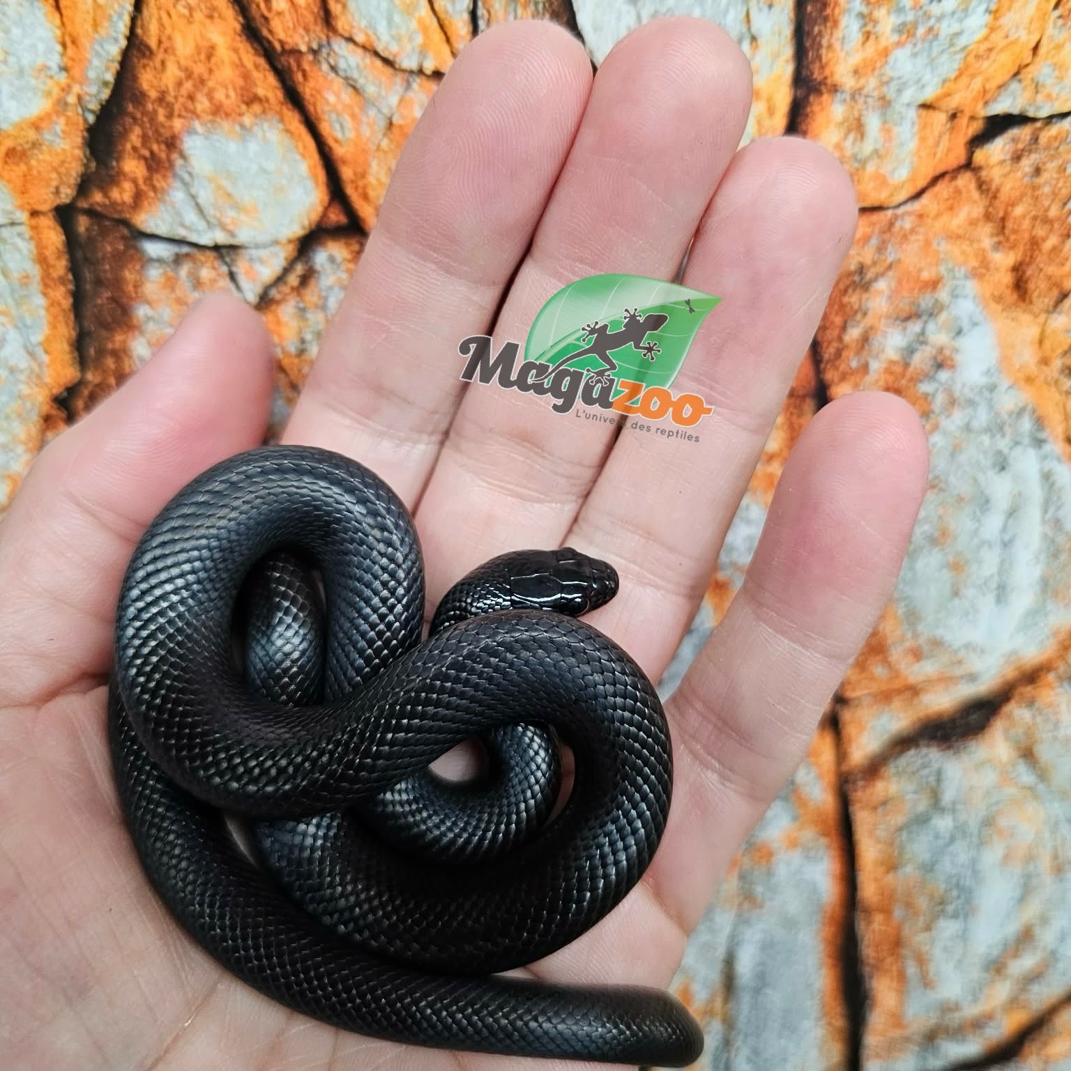 Magazoo Male Mexican black king snake 06/20/25