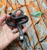 Magazoo Serpent roi noir du Mexique mâle 20/6/25