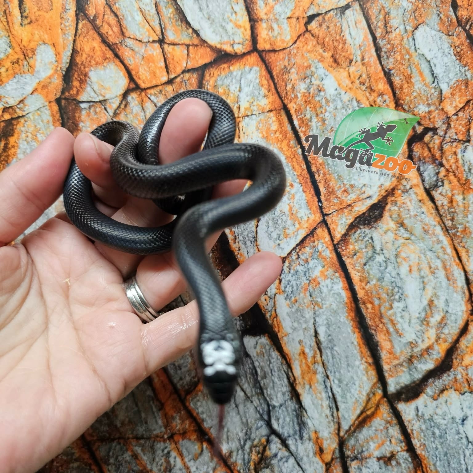 Magazoo Male Mexican black king snake 06/20/25