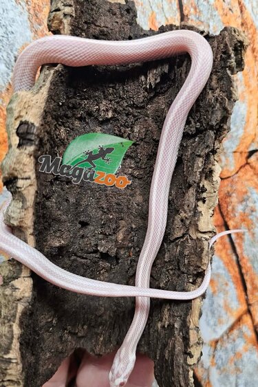 Magazoo Serpent des blés Tessera Snow Motley mâle 25/8/25