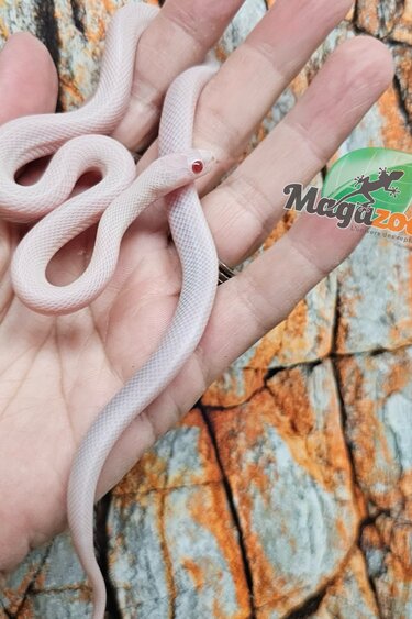 Magazoo Blizzard Stripe Corn Snake (possibly Whiteout) female 07/05/25