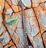 Magazoo Serpent des blés Pewter  femelle 5/9/25