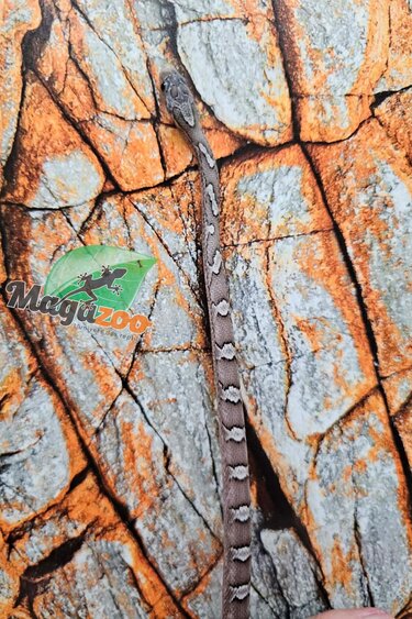 Magazoo Serpent des blés Pewter  femelle 5/9/25