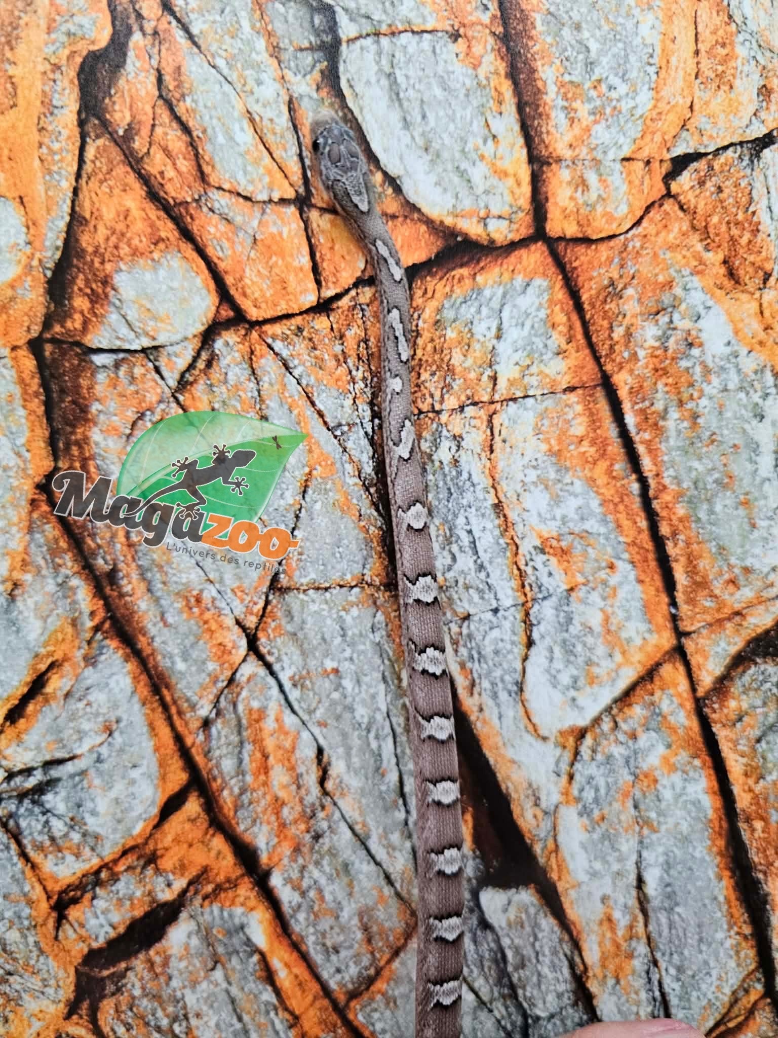 Magazoo Pewter female Corn Snake 09/05/25