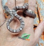 Magazoo Pewter female Corn Snake 09/05/25