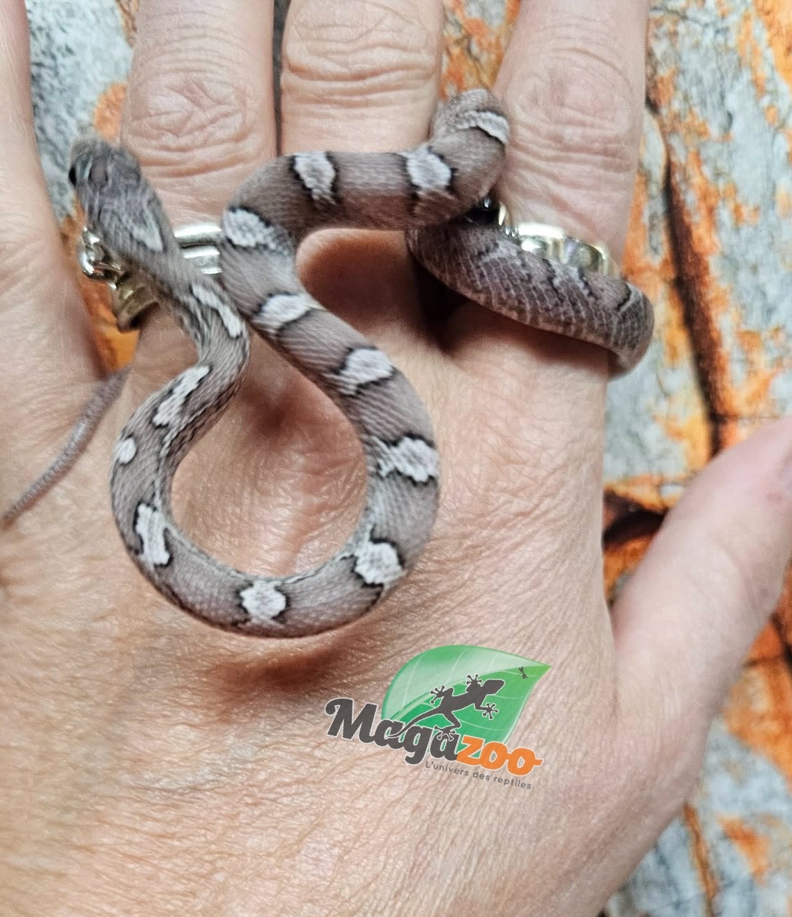 Magazoo Serpent des blés Pewter  femelle 5/9/25