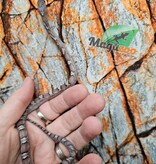 Magazoo Pewter female Corn Snake 09/05/25