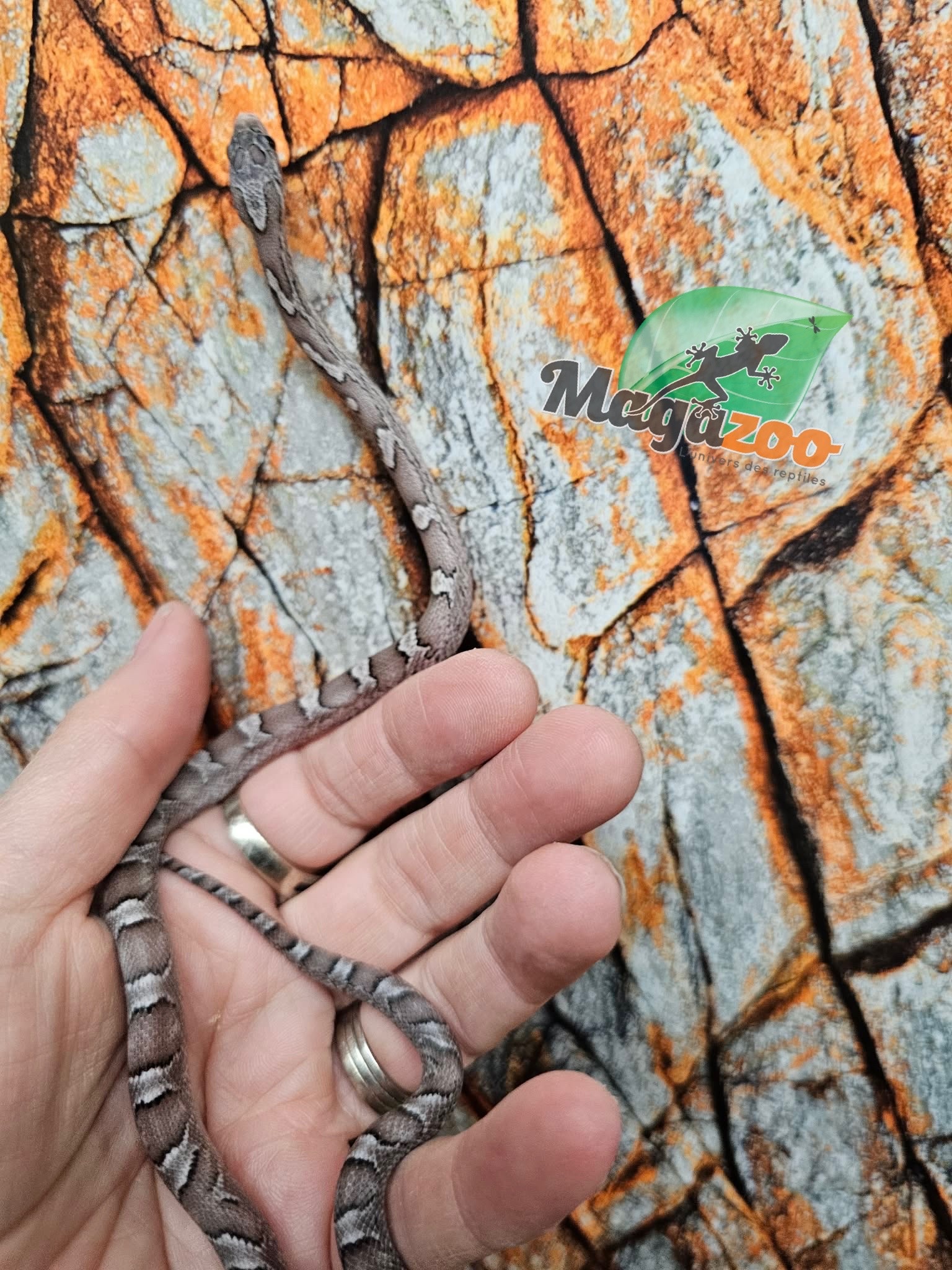 Magazoo Pewter female Corn Snake 09/05/25