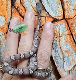 Magazoo Pewter female Corn Snake 09/05/25