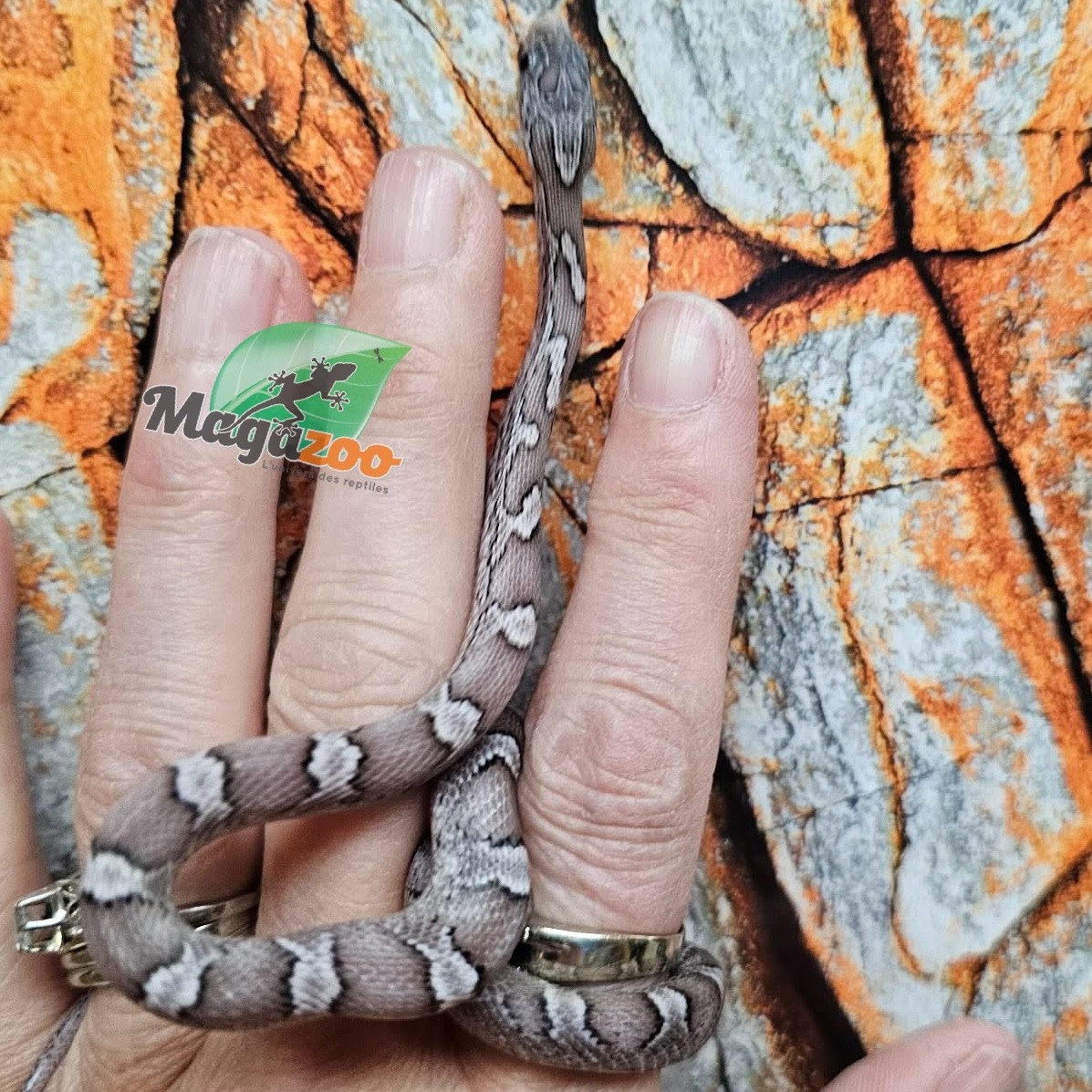 Magazoo Serpent des blés Pewter  femelle 5/9/25