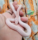 Magazoo Tessera Peppermint Motley female Corn Snake 06/21/25