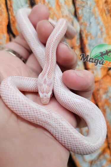 Magazoo Serpent des blés Tessera Peppermint Motley femelle 21/6/25